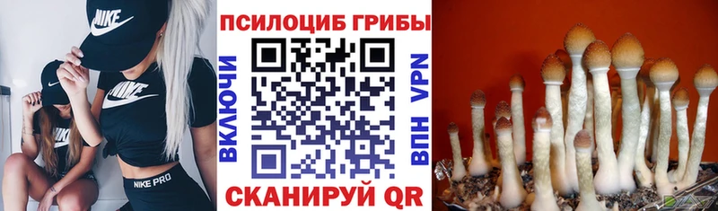 Псилоцибиновые грибы Psilocybine cubensis  как найти   Ермолино 